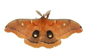 The larvae (caterpillars) are also green. Adw Antheraea Polyphemus Information