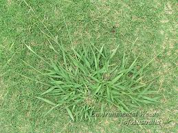 Check spelling or type a new query. Lawn Weeds Common Weeds Lawn Rite Hamilton