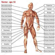 Superficial and deep anterior muscles of upper body Human Muscle Anterior View In Detail
