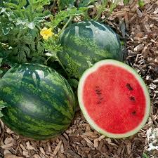 Mini Wassermelone Mini Love Veredelt Wassermelone Pflanzen Mini Wassermelone Pflanzen