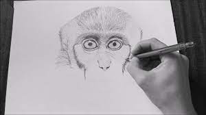 As you can see drawing a realistic monkey is going to be somewhat easy, but also complex too. How To Draw A Monkey Easy Youtube