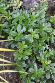 Image result for Alchemilla ellenbeckii