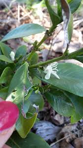 Image result for Fadogia fuchsioides