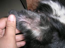Can humans get ear mites from their cats? Treating An Old Dog For Aural Haematoma Haematoma Of The Ear Jaagruti