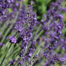 Image result for Lavandula