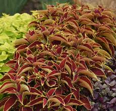 Image result for Coleus zombensis