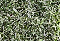 Image result for Oplismenus