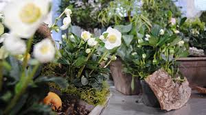 Sie wird auch als schneerose oder nieswurz bezeichnet, ihr botanischer name lautet „helleborus niger. Christrose Weisse Bluten Im Winter Mdr De