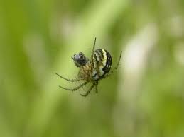 The family has a cosmopolitan distribution, including many. Echte Radnetzspinnen Orb Weaver Spiders Araneidae Fotoreiseberichte De
