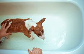 How to control fleas and ticks outside. How To Naturally Get Rid Of Fleas In Your House And Yard Updated For 2021 Pests Org