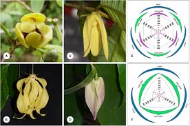 Image result for Annonaceae