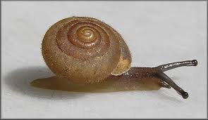 Image result for Stenostelma