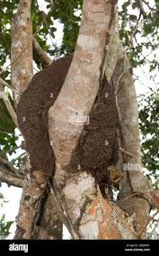Image result for Hymenaea courbaril