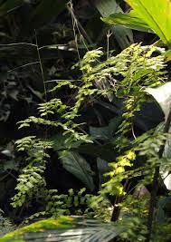 Image result for Lygodium microphyllum