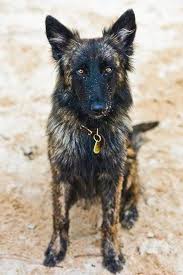 It Looks Like A German Shepherd Crossed With An African Wild Dog Absolutely Beautiful In 2020 Dogs Dog Breeds Beautiful Dogs