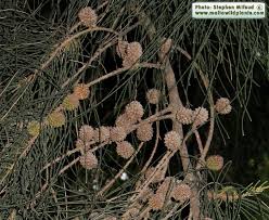 Image result for Casuarina verticillata