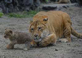 It S Not A Tiger Or A Lion It S A Liliger Mother Gives Birth To Three Adorable Rare Cubs Which Will Grow To Be Among The Largest Cats In The World Animals