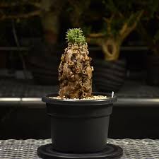 Image result for Euphorbia mlanjeana
