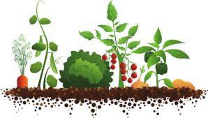 Vegetable Garden Clipart Gallery Windowsill Garden Homestead Survival Garden Clipart