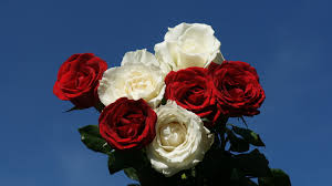 We offer an extraordinary number of hd images that will instantly freshen up your smartphone or computer. Red And White Roses Hd Wallpaper