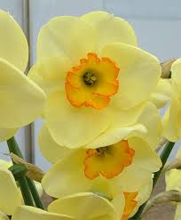 Narcissus Ringtone Small Cupped Narcissi Narcissi Flower Bulbs Index Bulb Flowers Narcissus Flower Flowers Perennials