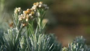 Manfaat dan khasiat bunga abadi edelweis untuk kesehatan. Bunga Edelweiss Ampuh Melindungi Kulit Simak Kata Ahlinya Cantik Tempo Co