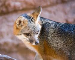 Arizona Sonora Desert Museum Wild Animals In Tucson Az Roads Less Traveled