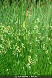 Image result for Juncus exsertus