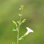 Image result for Ipomoea coptica