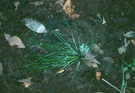 Image result for Isoetes