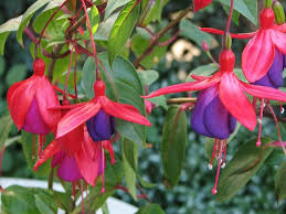 Le Fuchsia Un Arbrisseau Fleuri Remarquable En Pot Ou Au Jardin A Proteger Du Gel En Hiver Astuce Jardin Fleurs Artificielles Planter Des Fleurs