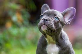 French Bulldog Price How Much Do French Bulldog Puppies Cost All Things Dogs