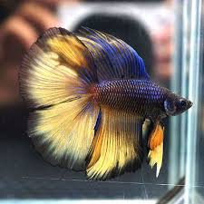 Live betta fish male blue mustard gas halfmoon plakat hmpk #753 подробнее. Blue Mustard Gas Full Banding Double Tail Halfmoon Dthm Betta Fish Betta Fish Tank Betta