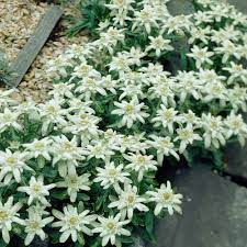 Edelweiss J Parker Dutch Bulbs