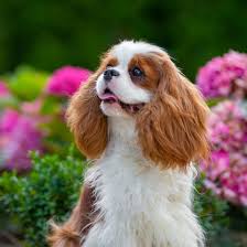 Looking at the camera, 3 months old, isolated on white. Cavalier King Charles Spaniel Kennel Elegancijos Kristalas Home Facebook