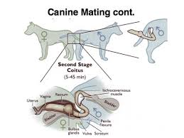 Dog And Cat Reproduction