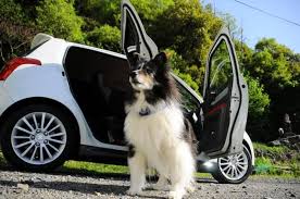 The trick to get rid of dog hair on car seats!!! How To Get Dog Hair Out Of Car Carpet And Seats In 2021