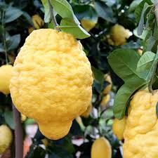 We did not find results for: Marmellata Bucce Di Limone Cedro Di Sicilia Bio Bottega Sicana