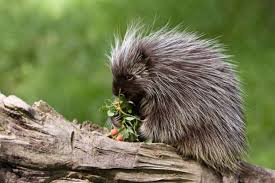 11 Prickly Facts About Porcupines Animals Animals Wild Porcupine