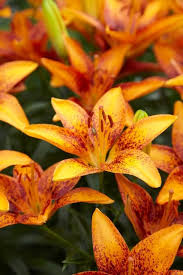 This flowering shrub deserves the number one spot when it comes to best scented flowers that smell like lemon or orange. Lily Looks Tiny Orange Sensation Asiatic Lily