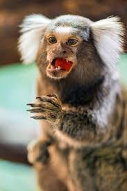 They live in the tropical rainforests of the atlantic coast and in northeast brazil. What Is A Finger Monkey And Are They Legal As Pets