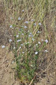 Image result for Buchnera capitata