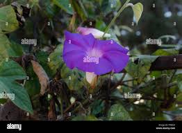 Image result for Ipomoea violacea