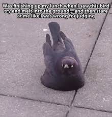 Never Judge The Melting Bird Funny Animal Pictures Funny Cute Animal Memes