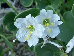 Image result for Baissea viridiflora