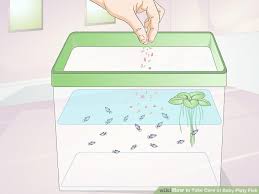 How To Take Care Of Baby Platy Fish 9 Steps With Pictures