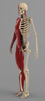 Precise Human Skeleton Muscles 3d Model Human Skeleton Human Skeleton Anatomy Skeleton Muscles