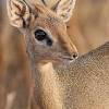 African animals impala safari animals list most beautiful african animals really small animals baby animals africa dangerous african animals dog african wild animals african animals together small world animals african grazing animals small desert animals small animal pets. Https Encrypted Tbn0 Gstatic Com Images Q Tbn And9gcq Kpvupaphtvergjzjtxjrow6jkocul6oomrdi4wxo0okur1na Usqp Cau