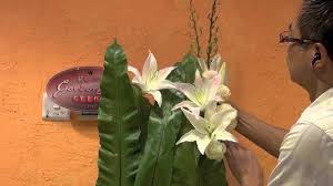 ch15 教會插花 組合式設計church flower arrangement 15 flower arrangements floral arrangements flowers