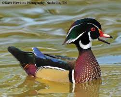 Wood Duck Nest Box | State Of Tennessee, Wildlife Resources Agency